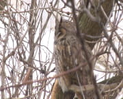 У Дніпрі оселилася родина сов