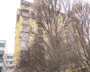 У Дніпрі оселилася родина сов