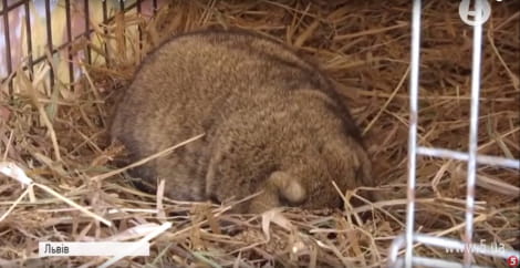 Бабачиха Маруся зі Львова