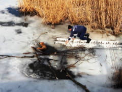 Порятунок собаки