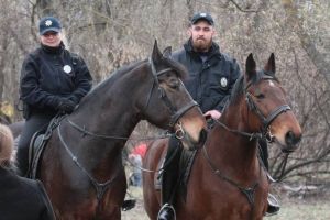 У Києві на Русанівці огир кінної поліції збив жінку