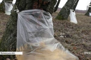 Березовый сок: как правильно его собирать, закрывать, и чем он полезен