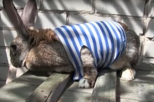 Десантура на передовій: бійці показали свій талісман – відео