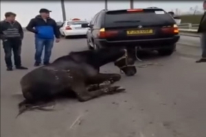 Під Уманню прив'язаного до BMW коня тягнули асфальтом – відео