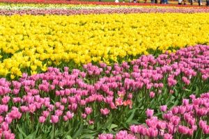 Мільйони барвистих квіток: вражаючі фото фестивалю тюльпанів у США