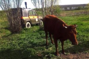 На Миколаївщині рятувальики разом із селянами визволяли корову Юльку