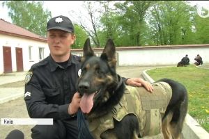 До Євробачення готові: кінологи показали вміння чотирилапих помічників