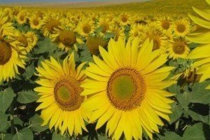 Росія заборонила імпорт української сої, кукурудзи та соняшника