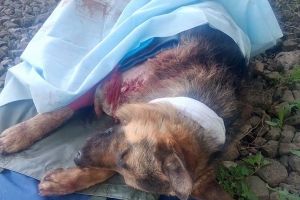 Обстріли в зоні АТО: Пес прикрив від кулі двох українських бійців
