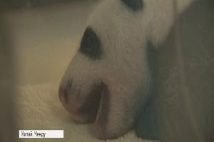 У Китаї народились панди-двійнята: як розважаються малята в інкубаторі – відео