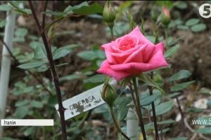 Гострота у красі: В Італії запрацював найбільший у світі приватний трояндовий сад – фото