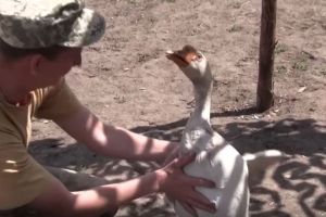ФОТО: Бійці АТО показали "крилатих друзів" на передовій, які попереджають про ворожі обстріли