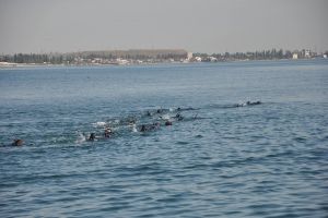 В Одесі моряки-прикордонники вдосконалюють майстерність протидії тероризму