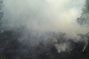 У місці історичної слави гаряче: У Мережі з’явилися фото пожежі Запорізької Січі 