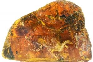 У шматку бірманського бурштину виявили доісторичне пташеня, яке чудово збереглося – фото