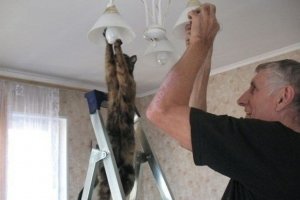 "Не можу, бо в мене лапки": Користувачі мережі показали пухнастий виняток із популярного мема про кота