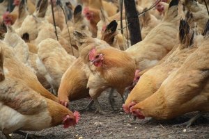 В Японії зафіксували спалах пташиного грипу – уже знищили 2 млн курей