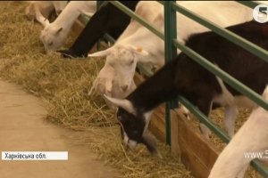 Життя спочатку: Подружжя переселенців створило екоферму