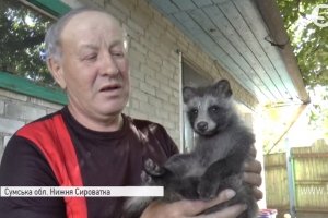Шість котів, а тепер ще й єнотеня: дивовижна історія незвичної домашньої улюблениці