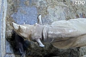 Як народжується чорний носоріг: у США показали унікальні кадри – відео