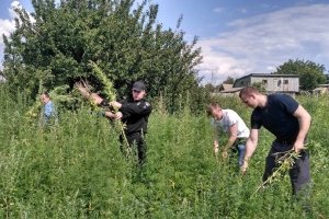 Знахідка на мільйони: На Чернігівщині поліція знайшла замасковану плантацію конопель майже на 7 млн грн