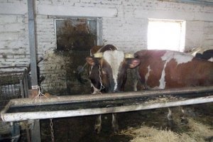 У Харківській області бичок до смерті затоптав чоловіка
