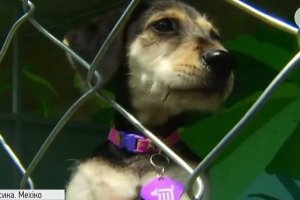 300 песиків щодня: співробітники метро Мехіко взялися рятувати безпритульних собак