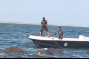 На Шрі-Ланці військові моряки врятували двох слонів, яких винесло в море &ndash; відео