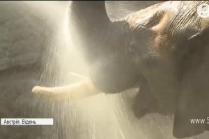 Водне коло: як у Відні слони від аномальної спеки рятуються – ФОТО