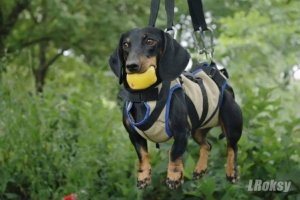 Унікальна такса-рятівник: чим живе та кого рятує 9-річний Кріс – фотогалерея