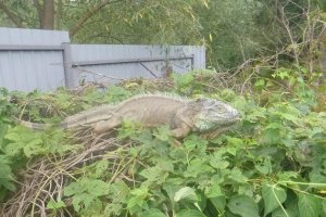 "Динозавр" весь урожай з'їв і грядки потоптав: на городі під Києвом оселилась ігуана