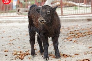 "Вухаста Міледі": у Київському зоопарку показали маля яків