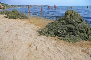 Сморід на сотні метрів і гнилі водорості: на Одещині пляж перетворюється на болото – фото