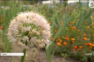 Мешканець Сум за 10 років висадив у місті тисячі кущів та дерев