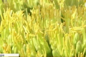 Тропічне диво: в Ужгороді буйно розквітла агава – фоторепортаж