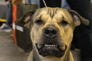 З "дредами" і не тільки: незвичні породи собак на EuroDog Show у Києві – фотогалерея