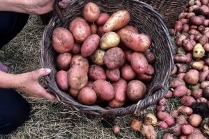 Картопляний бум: як на Волині врожаї збирають