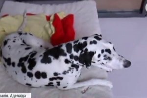 "Плазми" та ортопедичні ліжка: як виглядає 5-зірковий готель для тварин - ФОТО