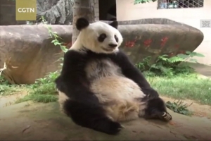 Померла найстаріша у світі велика панда Басі