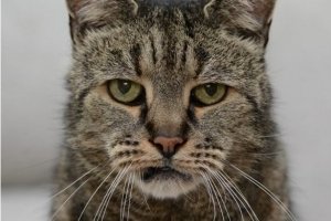 Прожив 145 котячих років: у Великобританії помер найстаріший кіт у світі