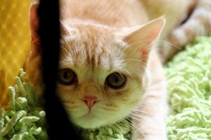 "Сумні кицьки": незабутні мордочки на столичній виставці котів &ndash; ФОТО