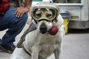 Герой Мексики: Лабрадор Фріда, що рятує людей з-під завалів після землетрусу, прославилася на весь світ