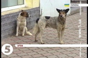 Зоозахисники: влада не виконує зобов’язань із захисту тварин [відео]