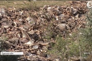 Гори кісток та жахливий сморід: на Одещині виявили 