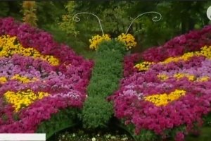 Ельфійські будинки та пави: у Києві відкрили фестиваль хризантем – ФОТО