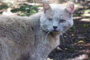 Особливий славний котик Славік з "британським корінням" шукає родину &ndash; фото, відео