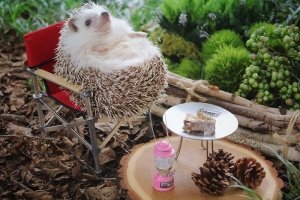 Крихітний їжак-турист із Японії підкорив мережу незвичайними знімками