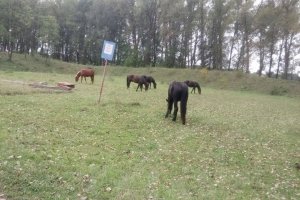 Гуляють дикі звірі та худоба: На Житомирщині військова прокуратура знайшла порушення на артилерійській базі