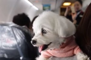 Тренування перед польотом та ветеринари на борту: Japan Airlines створили унікальну послугу для собаководів
