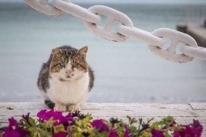 Оголені пляжі та місцеві коти: як виглядає морське узбережжя Одеси восени
